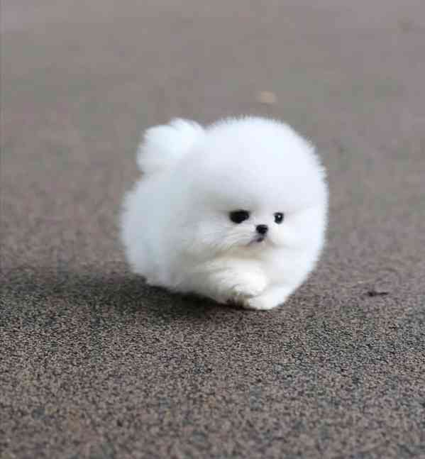 Štěňata pomerania k adopci 