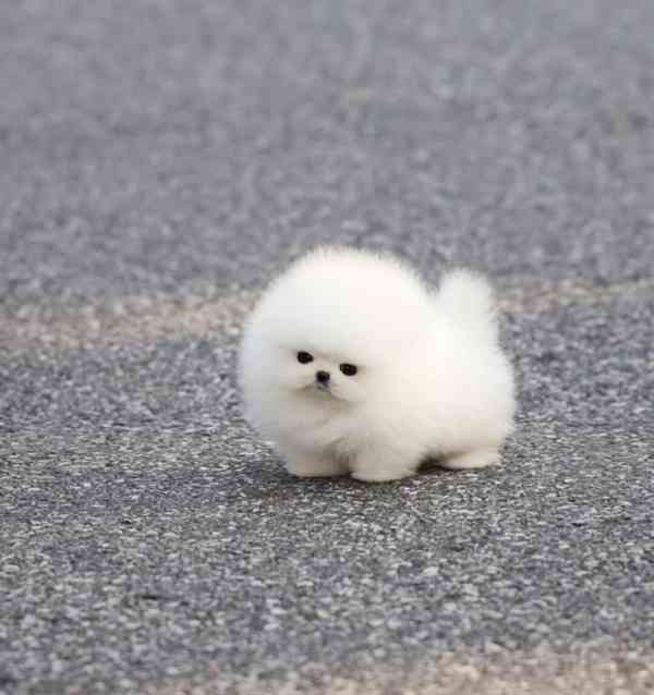 Štěňata pomerania k adopci  - foto 2