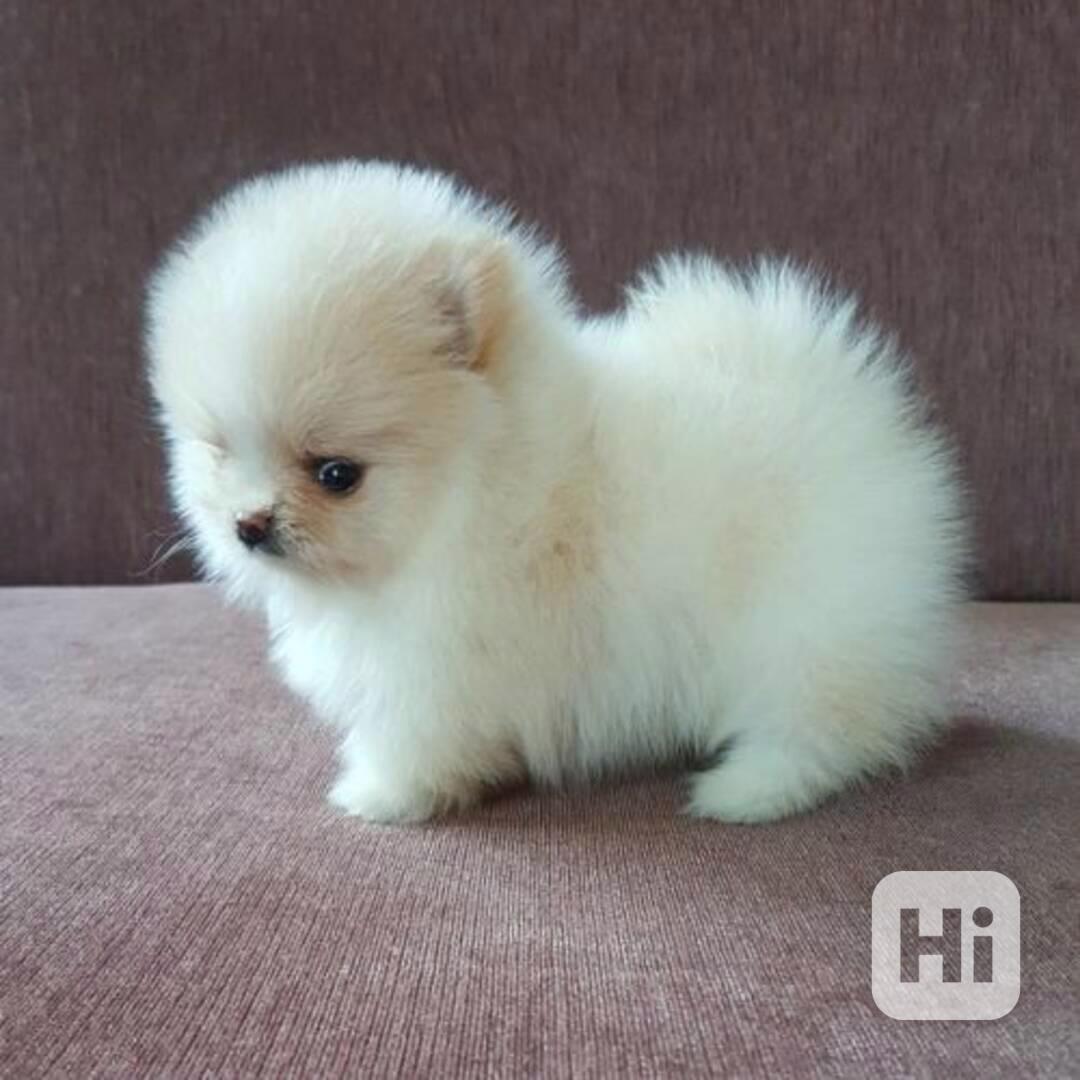 Pomeranian mini - foto 1