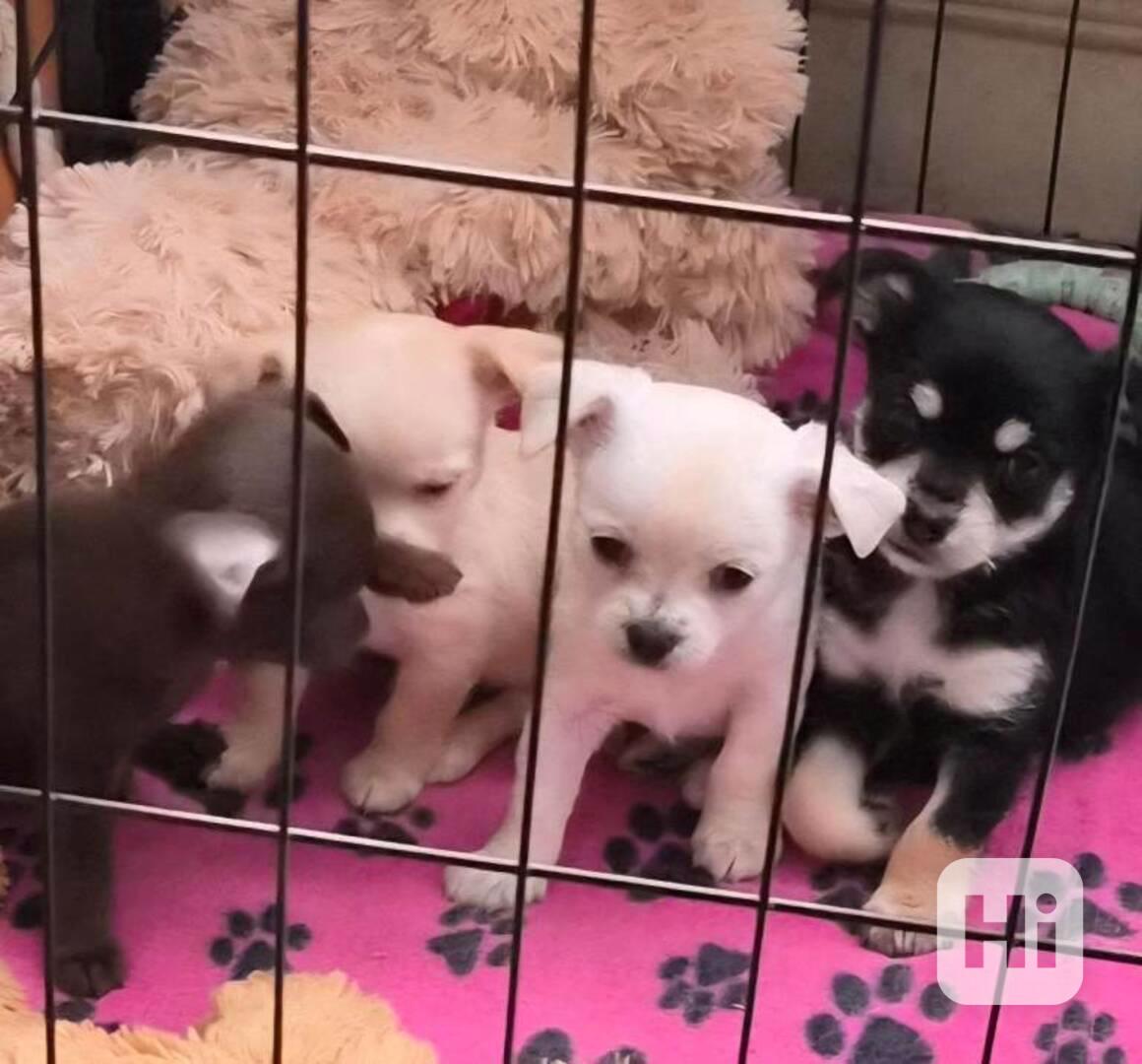 Čivava s PP-FCI  - foto 1