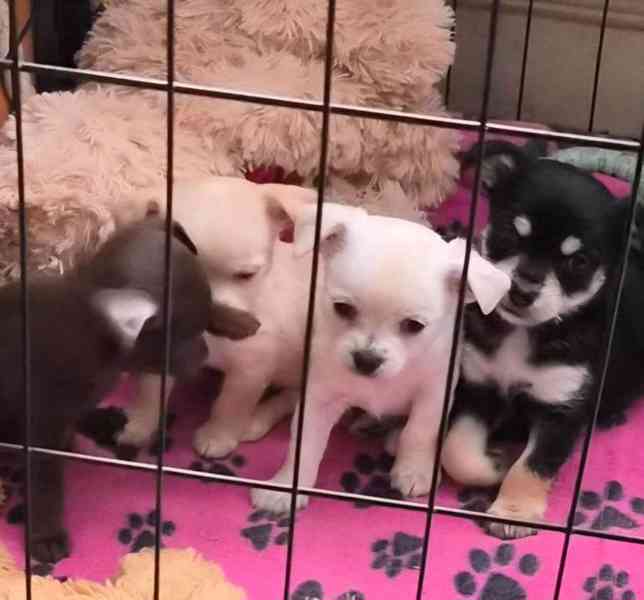 Čivava s PP-FCI  - foto 1