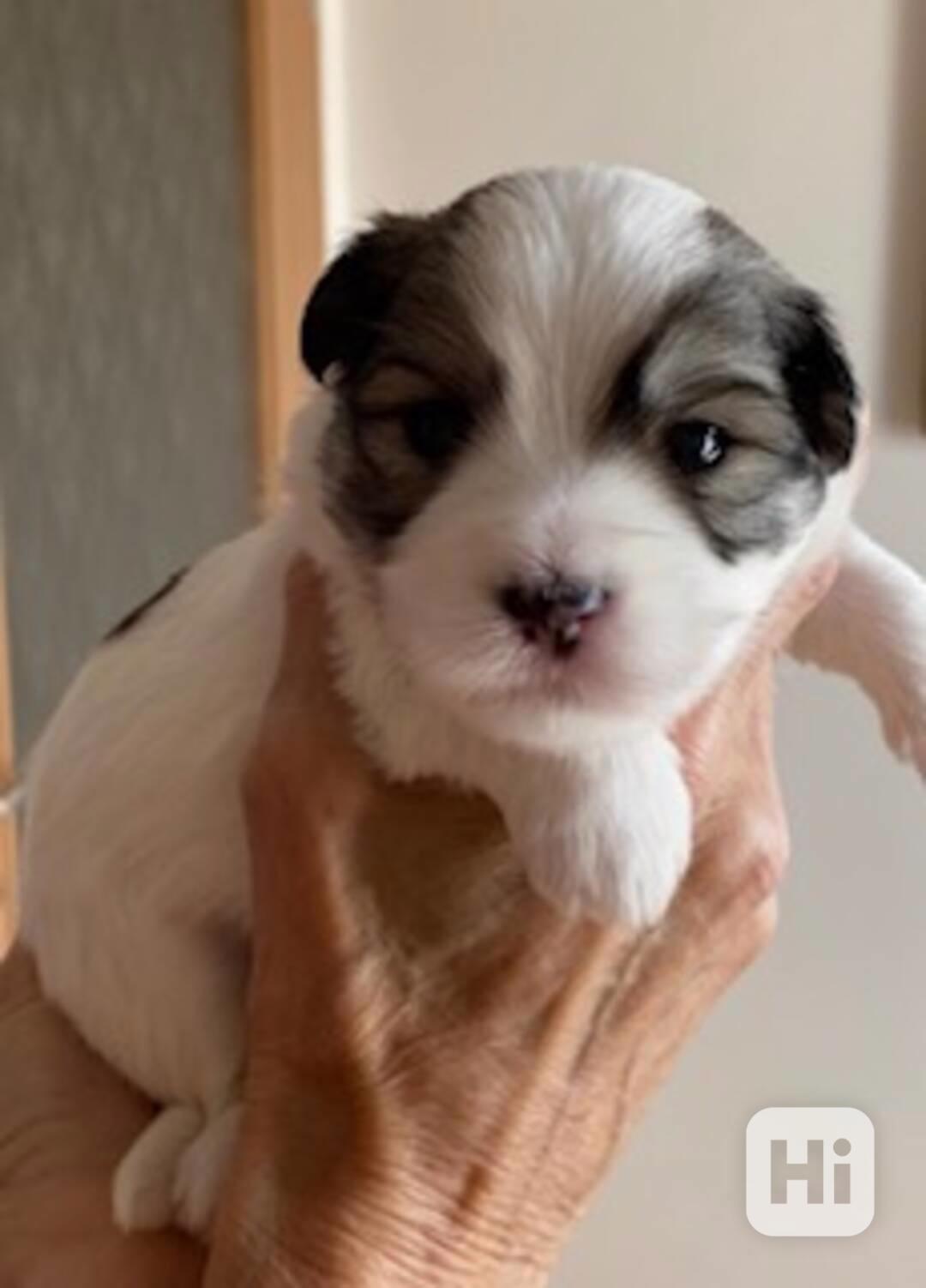 Štěňátko rasy Coton de Tuleár - foto 1
