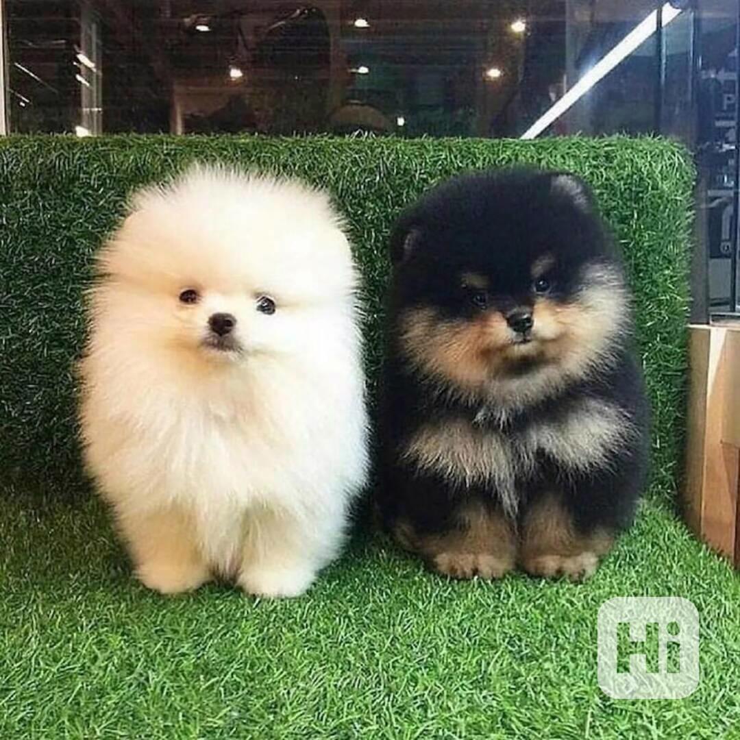 Perfektně odchovaná štěňátka pomeranianů do nových domovů. - foto 1