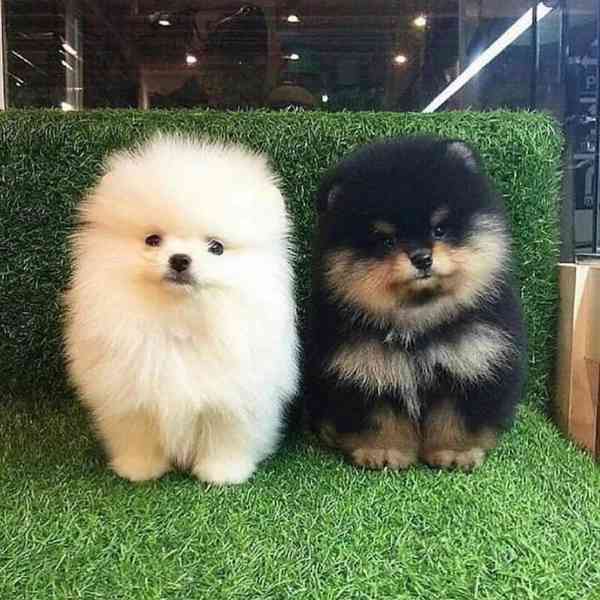 Perfektně odchovaná štěňátka pomeranianů do nových domovů. - foto 1