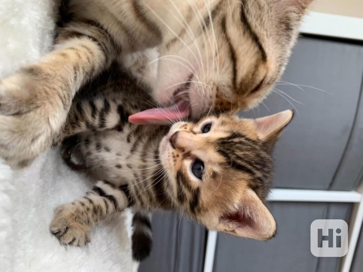 W naszej małej hodowli urodziły się piękne kocięta bengalski - foto 1