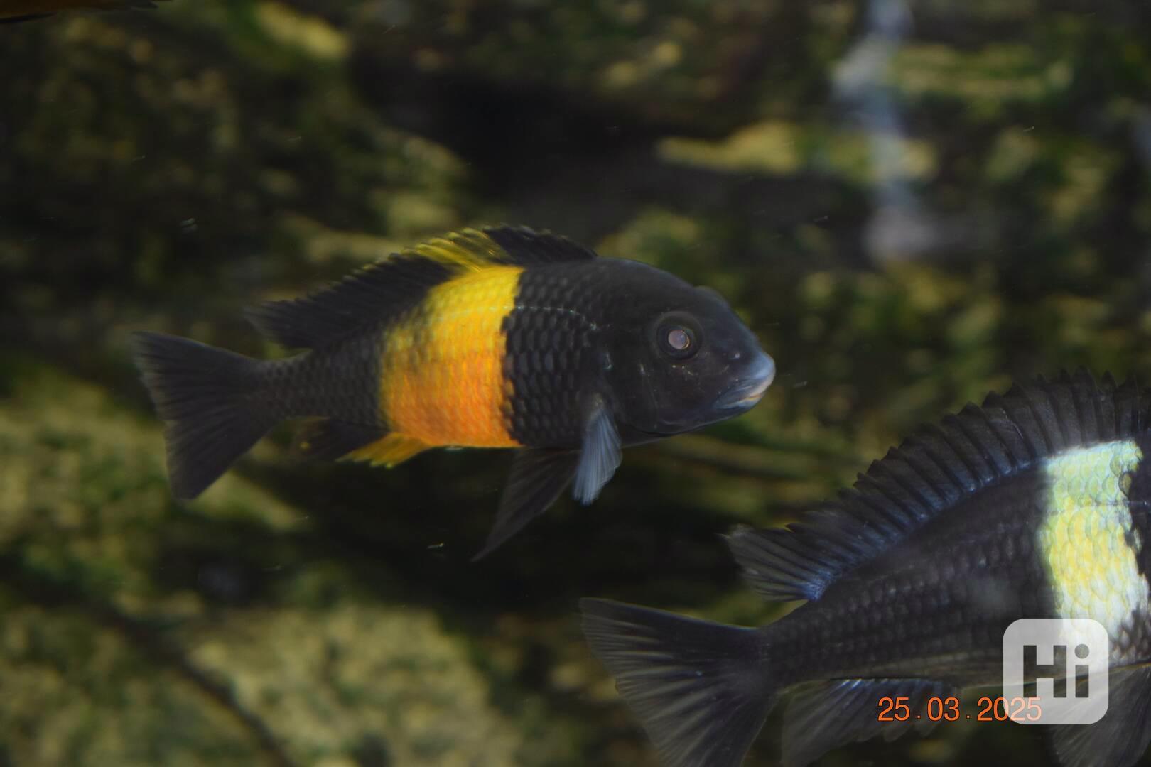 Tlamovci tropheus bemba - foto 1