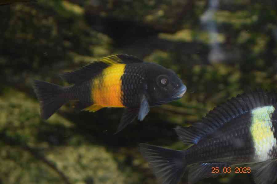 Tlamovci tropheus bemba - foto 1