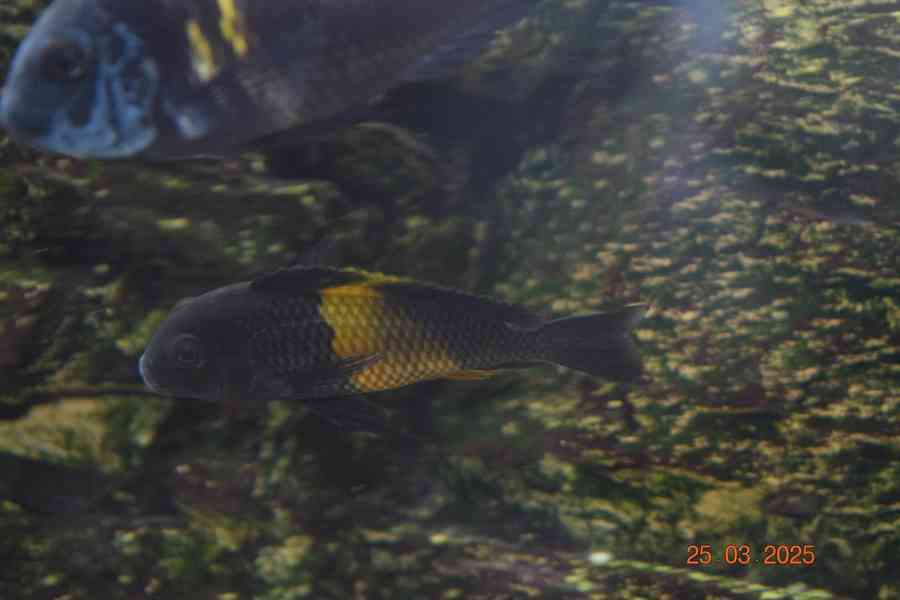 Tlamovci tropheus bemba - foto 2