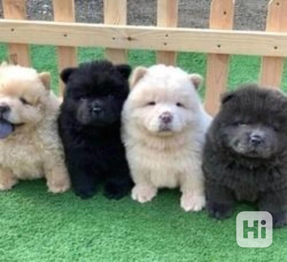 štěňátka čau čau k adopci - foto 1