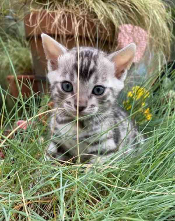 Stříbrné BENGAL BABY CUPID kotě rodokmen REGISTR - foto 1