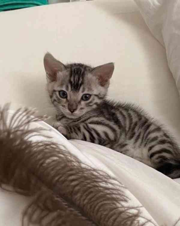 Stříbrné BENGAL BABY CUPID kotě rodokmen REGISTR - foto 6