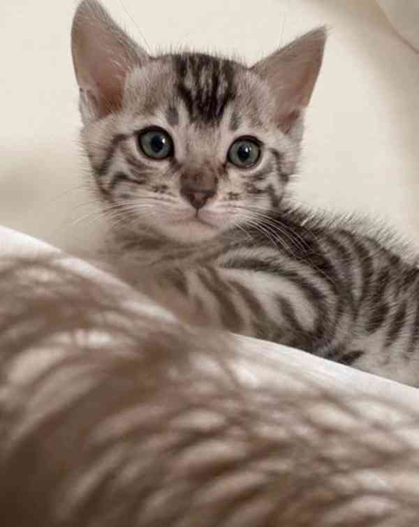Stříbrné BENGAL BABY CUPID kotě rodokmen REGISTR - foto 3