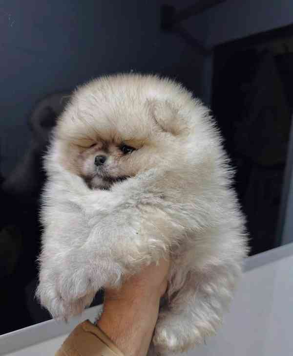 Prodáváme krásné pomeraniany - foto 4