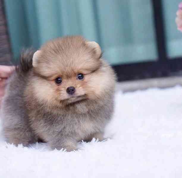 Prodáváme krásné pomeraniany - foto 3