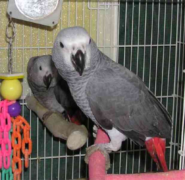 Dobré páry afrických papoušků šedých.