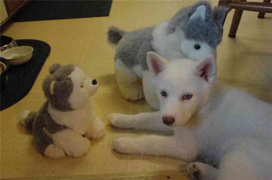 Štěňátka sibiřský husky - foto 1