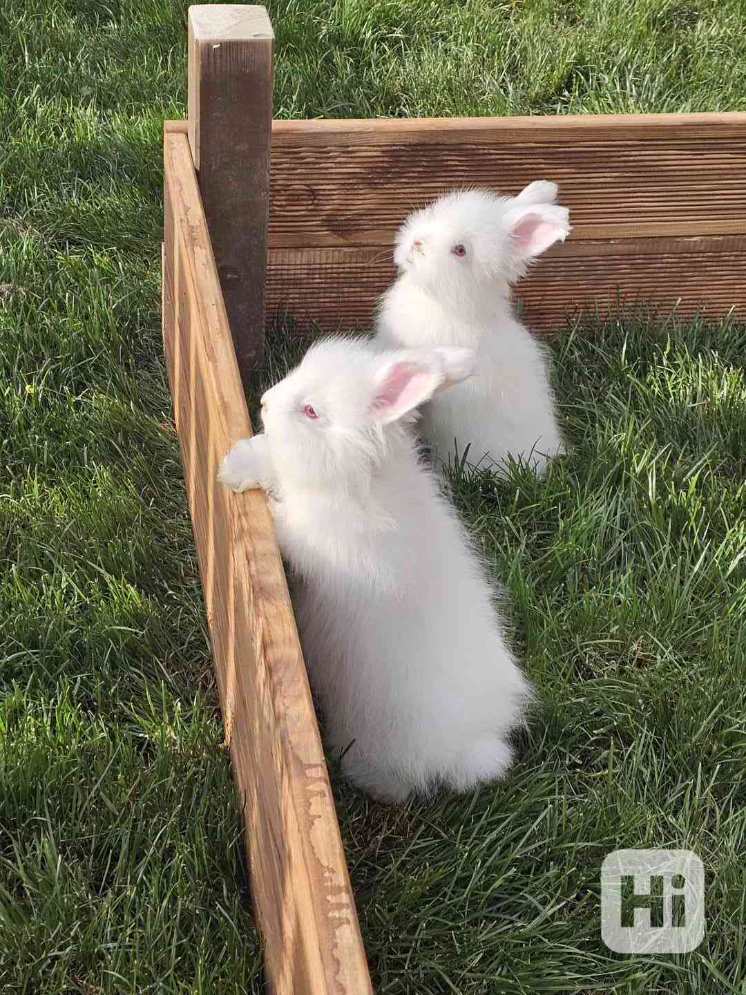 Angora, angorský králík - foto 1
