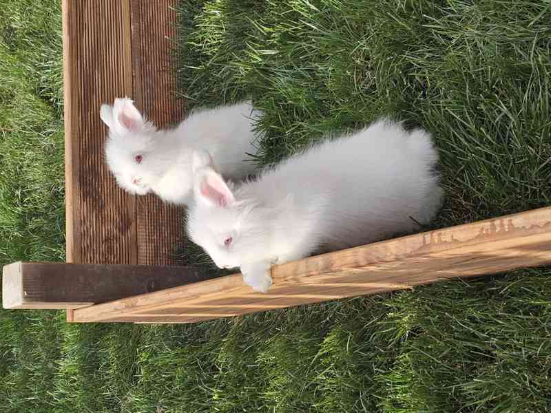 Angora, angorský králík - foto 1
