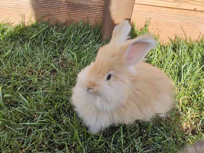 Angora, angorský králík - foto 4
