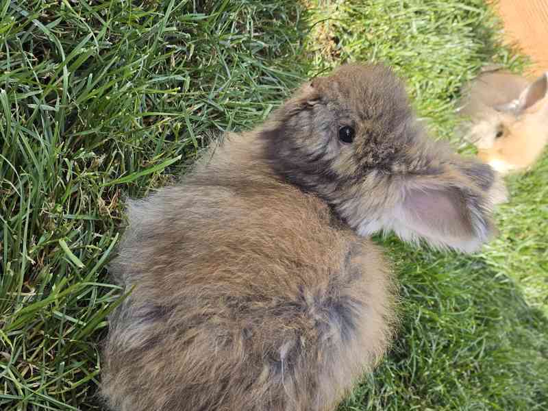 Angora, angorský králík - foto 3