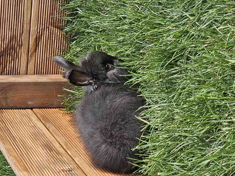 Angora, angorský králík - foto 2