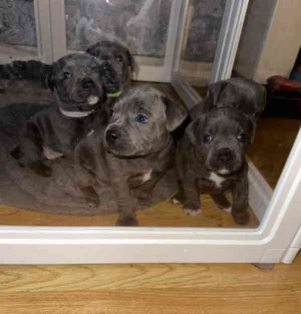 Krásná štěňata amerického stafordšírského teriéra