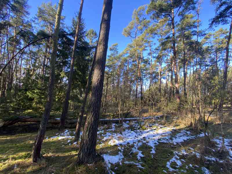 Lesní pozemek Všehrdy u Kralovic - foto 11