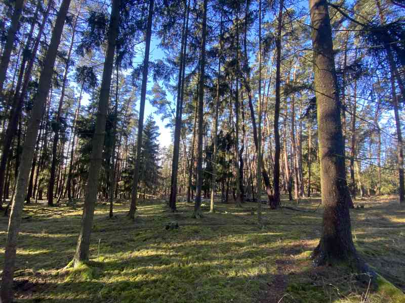 Lesní pozemek Všehrdy u Kralovic - foto 3