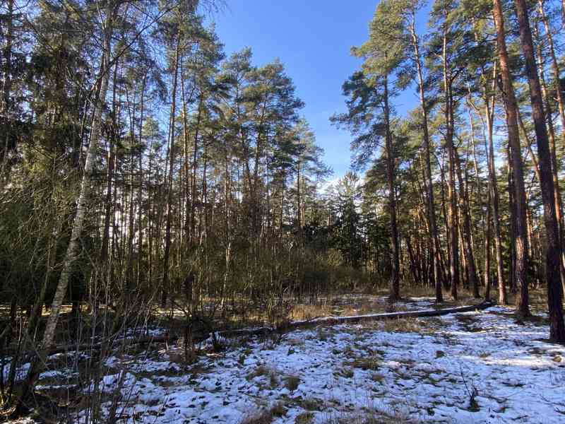 Lesní pozemek Všehrdy u Kralovic - foto 6