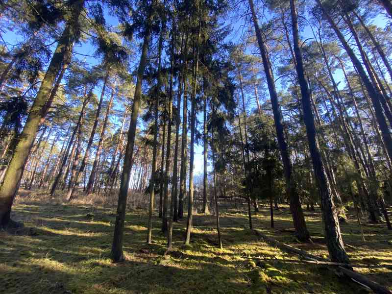 Lesní pozemek Všehrdy u Kralovic - foto 2