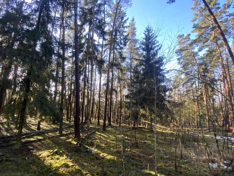 Lesní pozemek Všehrdy u Kralovic - foto 12