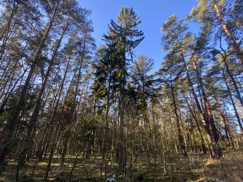 Lesní pozemek Všehrdy u Kralovic - foto 8