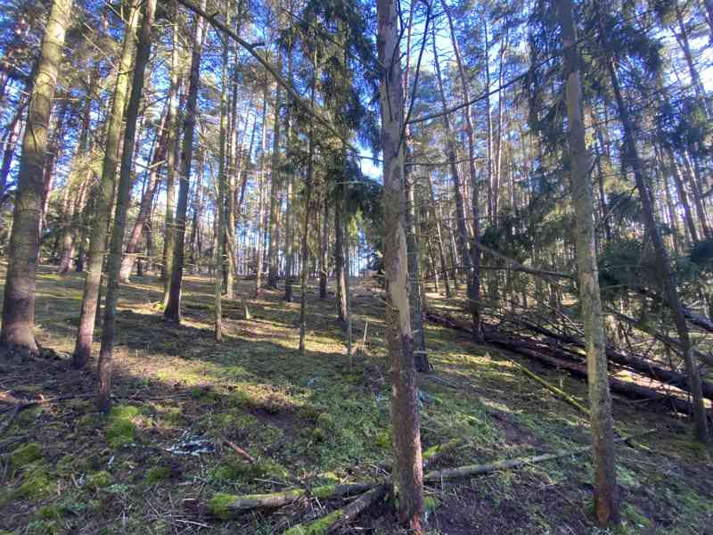 Lesní pozemek Všehrdy u Kralovic - foto 9