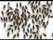 Krmný hmyz - OCTOMILKY - AKCE 4+1 ZDARMA - foto 1