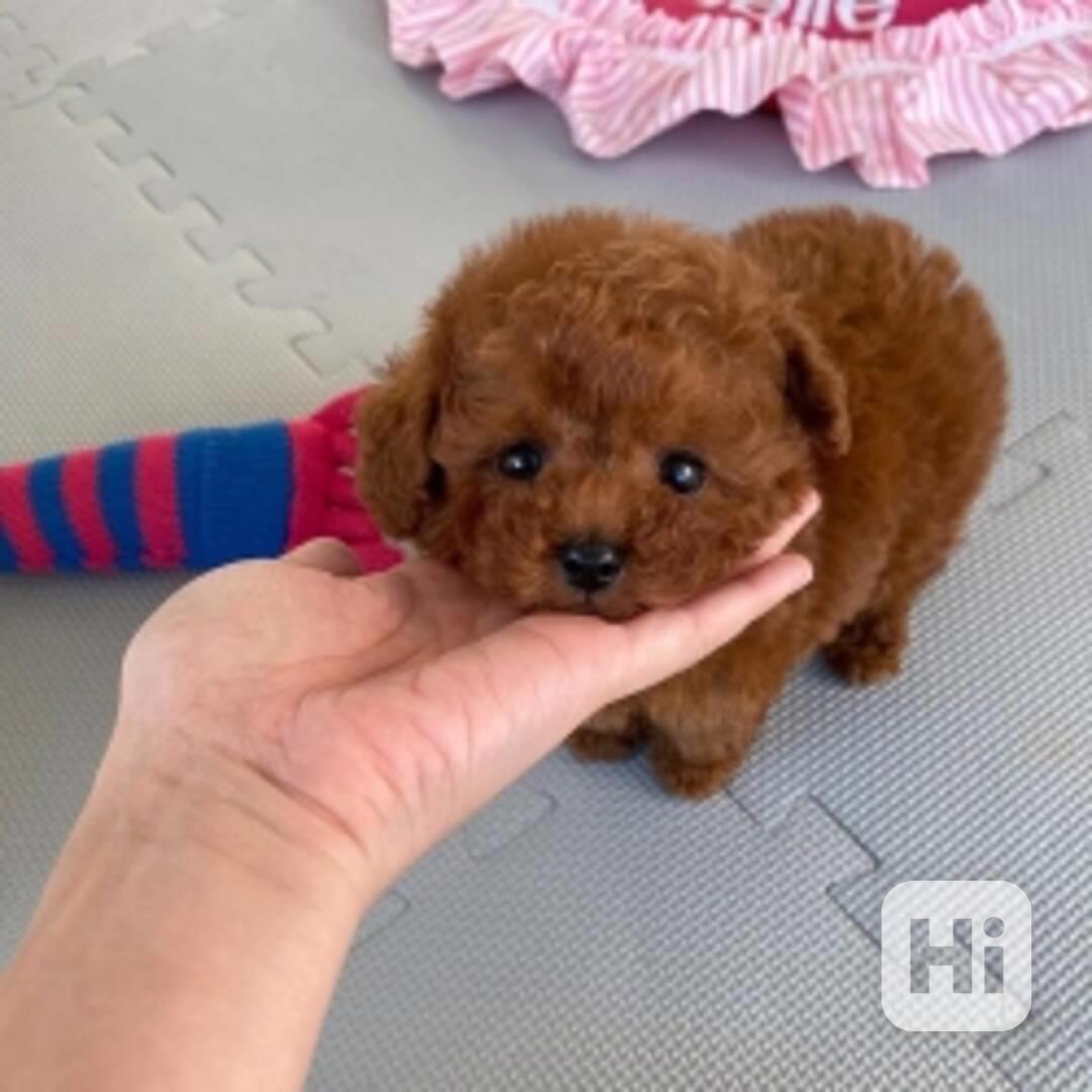 poodle - foto 1