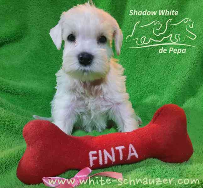 Knírač malý bílý nádherné štěně s PP - foto 11