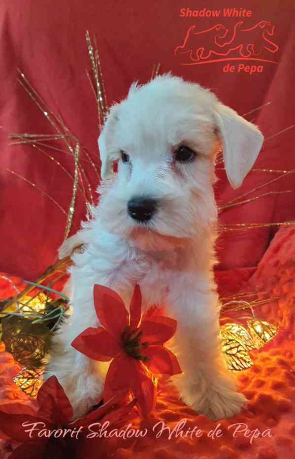 Knírač malý bílý nádherné štěně s PP - foto 13