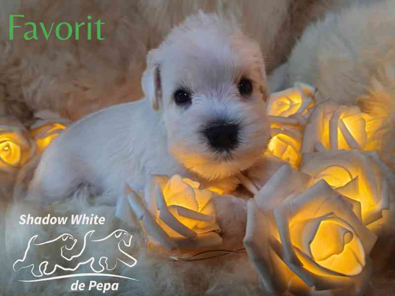 Knírač malý bílý nádherné štěně s PP - foto 10