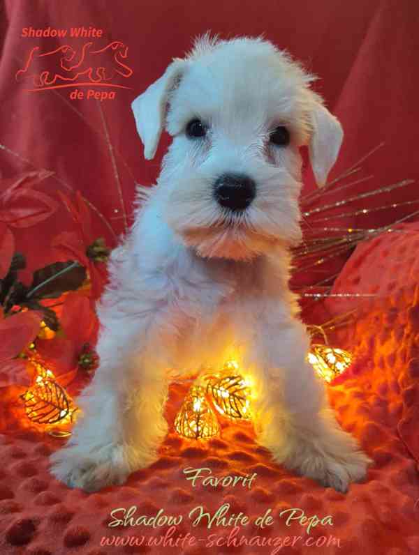 Knírač malý bílý nádherné štěně s PP - foto 1