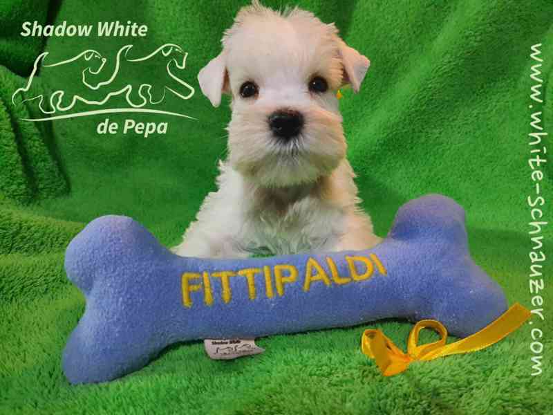 Knírač malý bílý nádherné štěně s PP - foto 12
