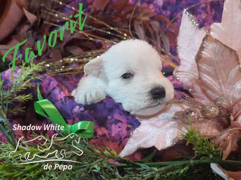 Knírač maly bílý nádherná štěňata s PP - foto 3