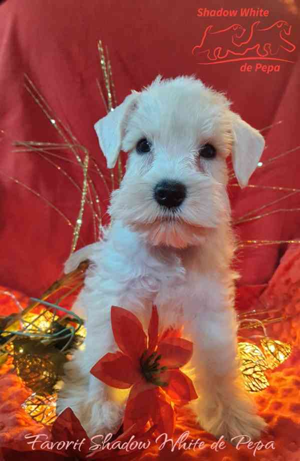 Knírač malý bílý nádherné štěně s PP - foto 14