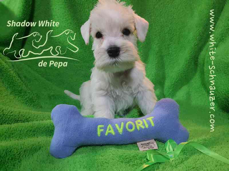 Knírač malý bílý nádherné štěně s PP - foto 2