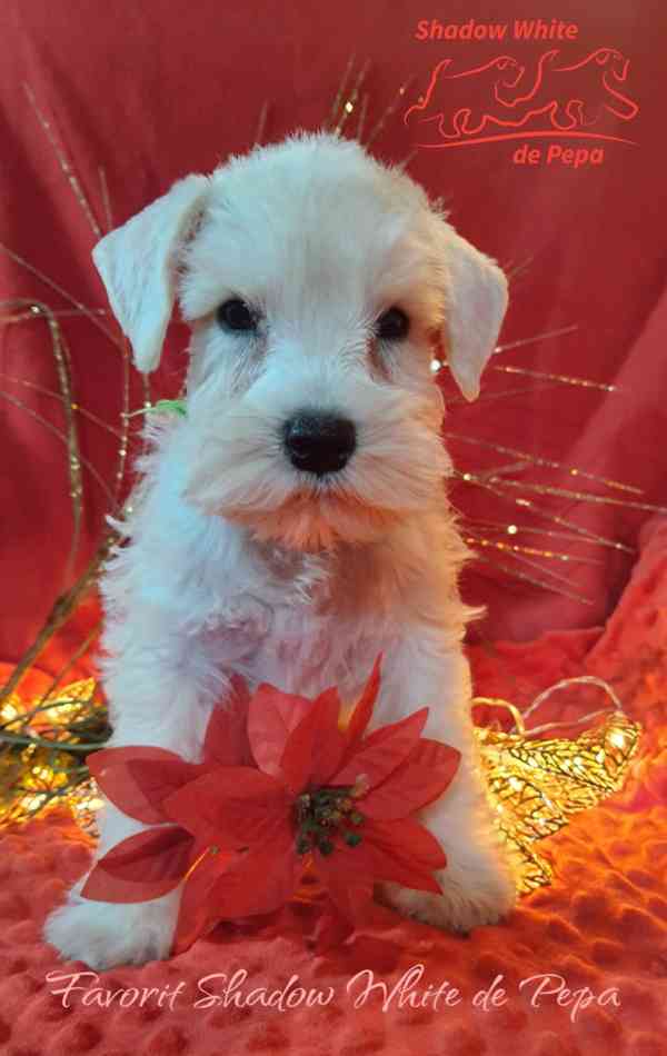 Knírač malý bílý nádherné štěně s PP - foto 15