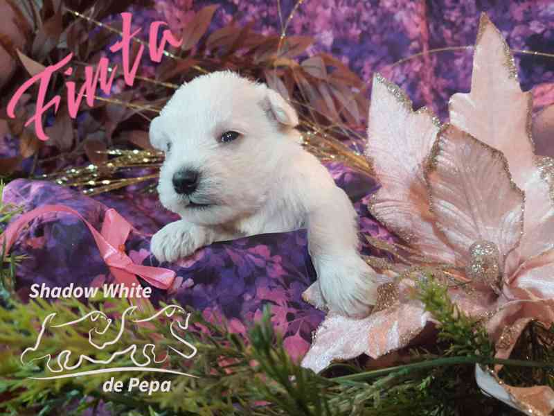 Knírač maly bílý nádherná štěňata s PP - foto 4