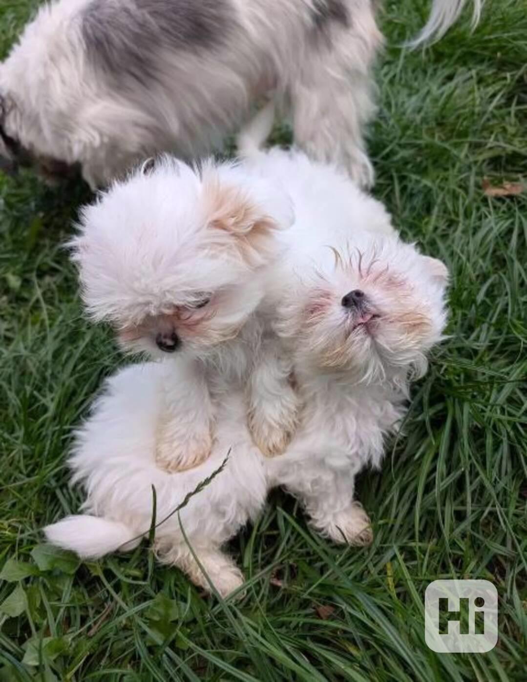 Roztomilá štěňátka Shih Tzu hledají milující domov - foto 1