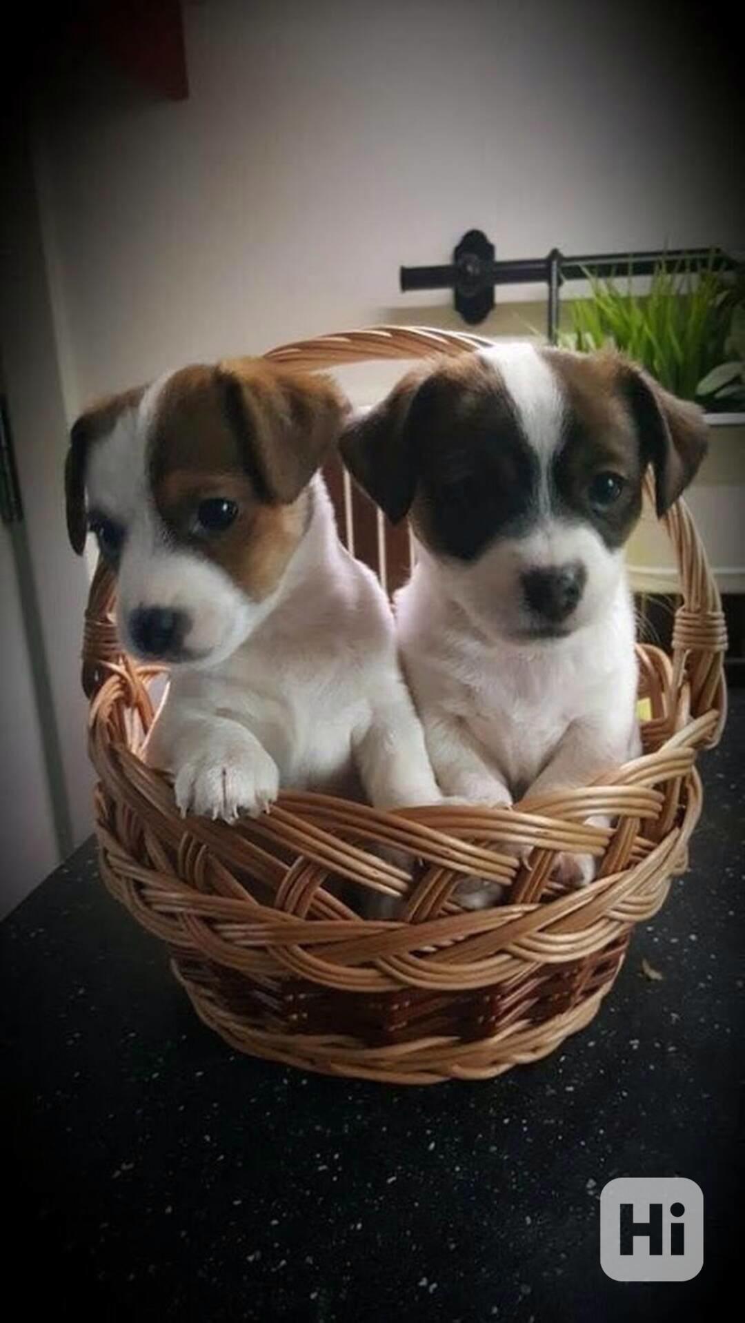 štěňátko jack russell teriera - foto 1