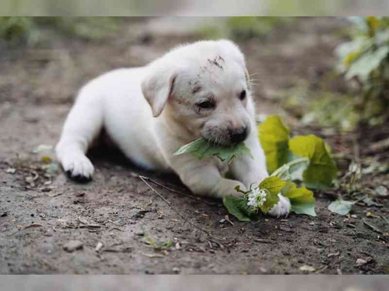 Labradorský retriever černé štěně s PP - foto 3