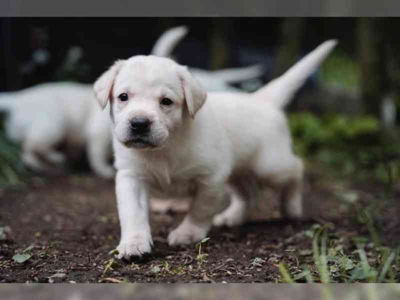 Labradorský retriever černé štěně s PP - foto 2