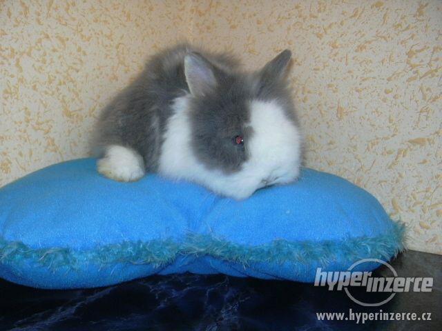 Teddy králíček - foto 1